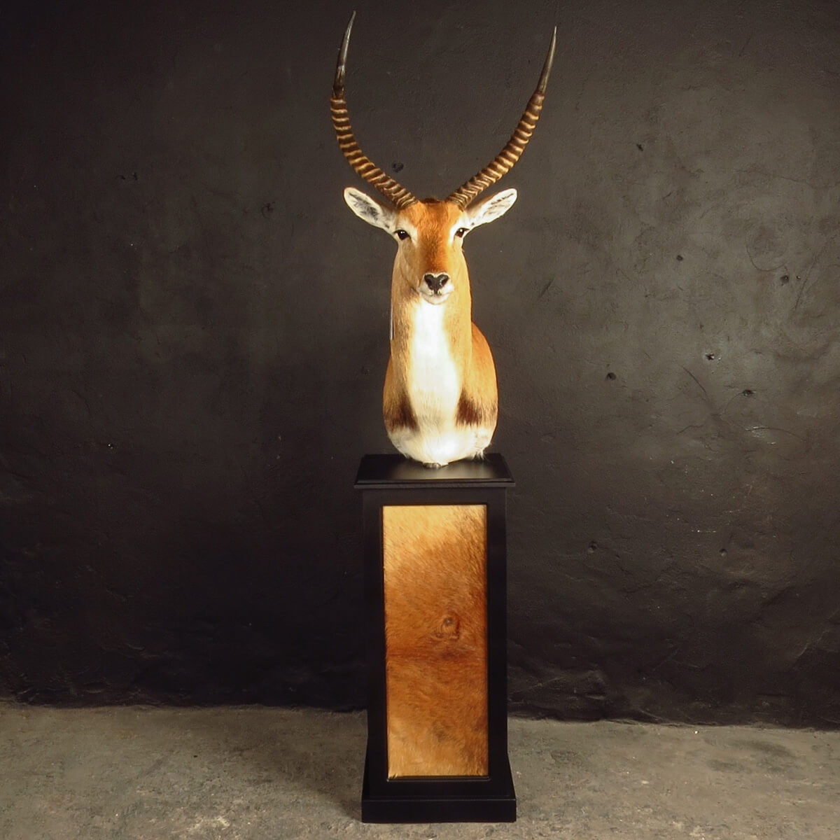 Pedestal mount of an African game animal by Karoo Animal Art Studio