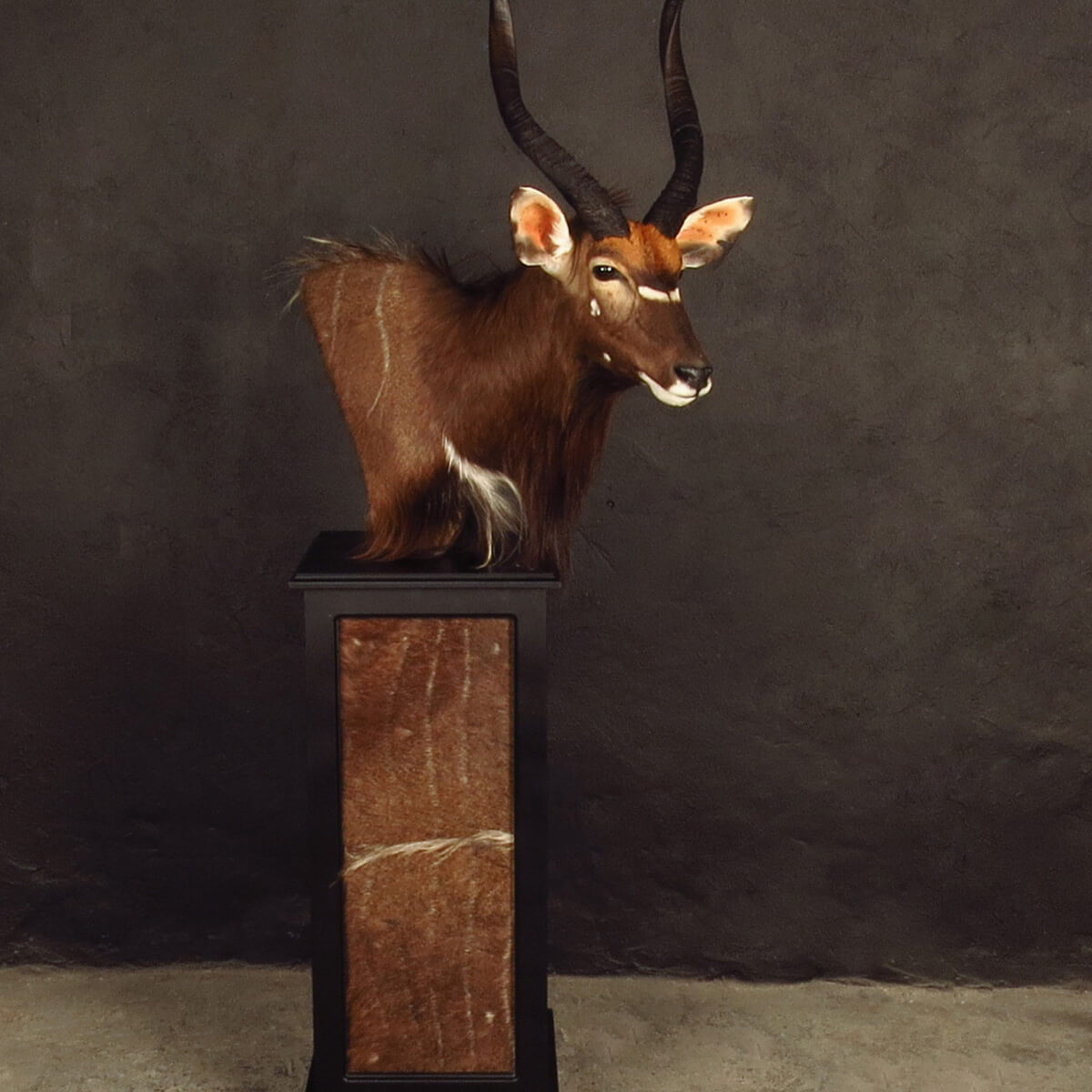Pedestal mount of an African game animal by Karoo Animal Art Studio