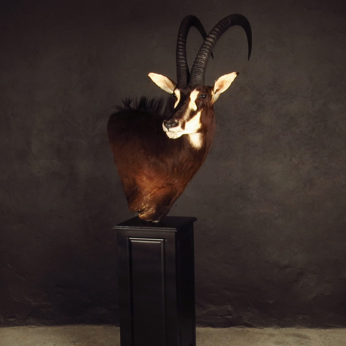 Pedestal mount of an African game animal by Karoo Animal Art Studio