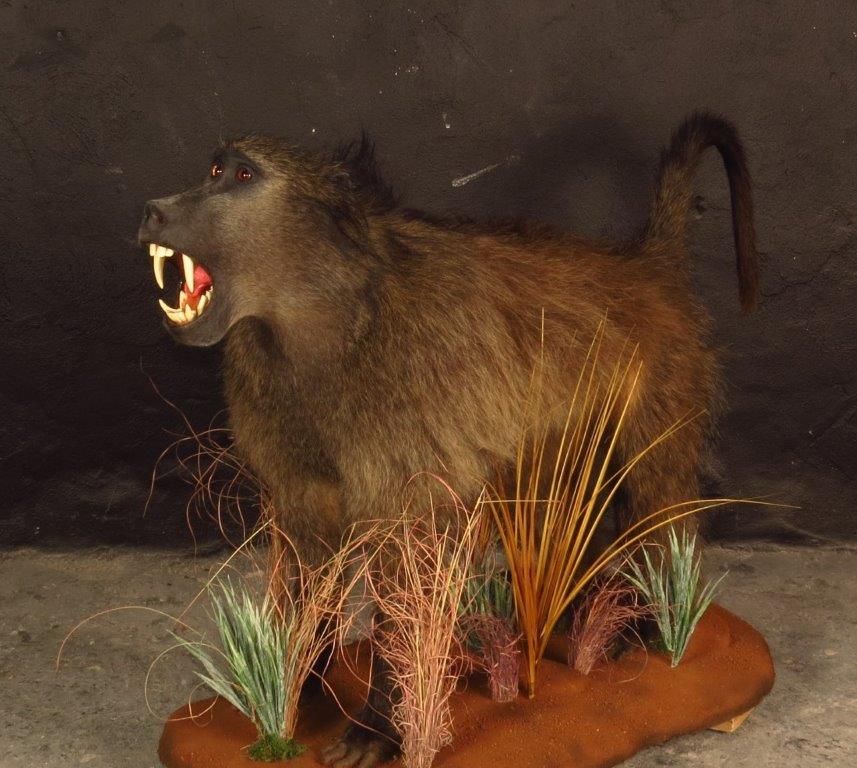 Lifesize mount of a baboon by Karoo Animal Art Studio