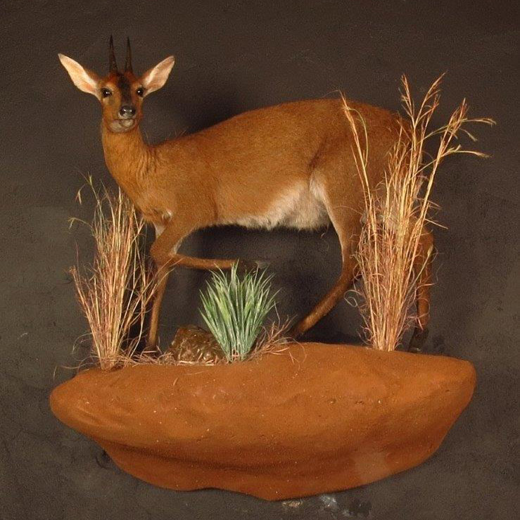 Lifesize mount of a duiker by Karoo Animal Art Studio