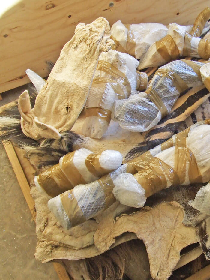 Salted capes and wrapped horns packed flat in a crate after field preparation