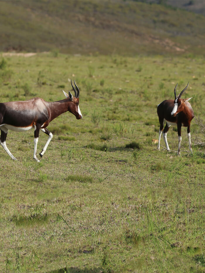 Two blesbok standing in open Karoo veld