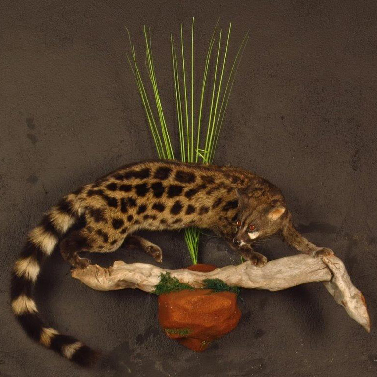 Lifesize mount of a genet cat by Karoo Animal Art Studio