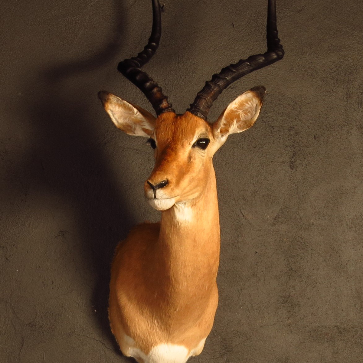 Shoulder mount of an African game animal by Karoo Animal Art Studio