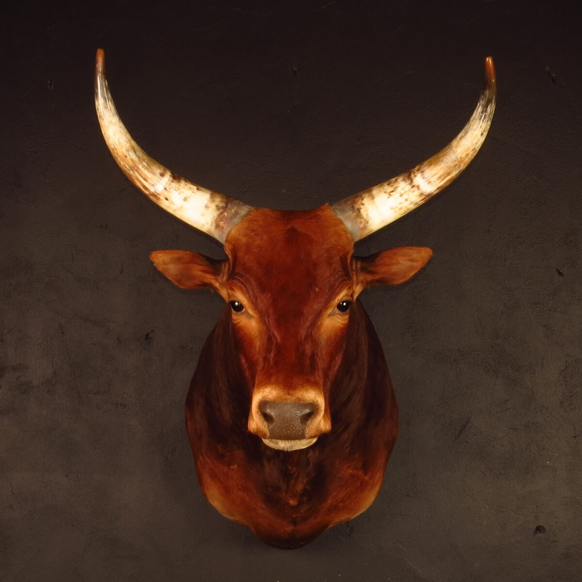 Shoulder mount of an African game animal by Karoo Animal Art Studio