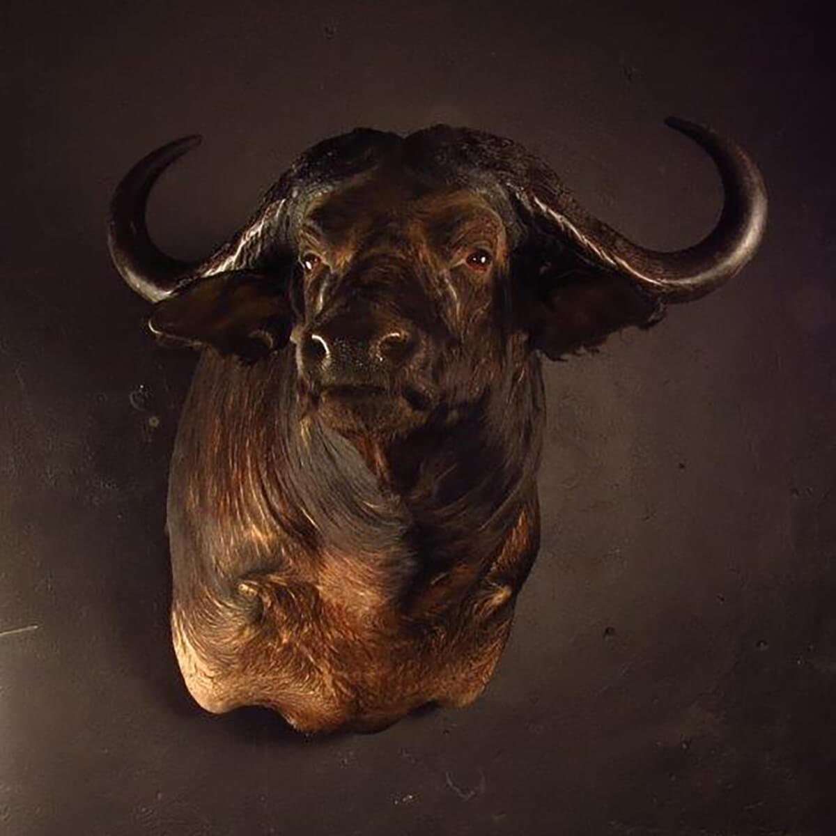 Shoulder mount of an African game animal by Karoo Animal Art Studio