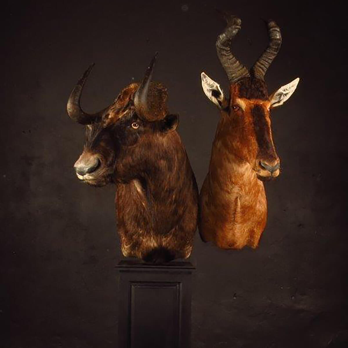 Pedestal mount of an African game animal by Karoo Animal Art Studio