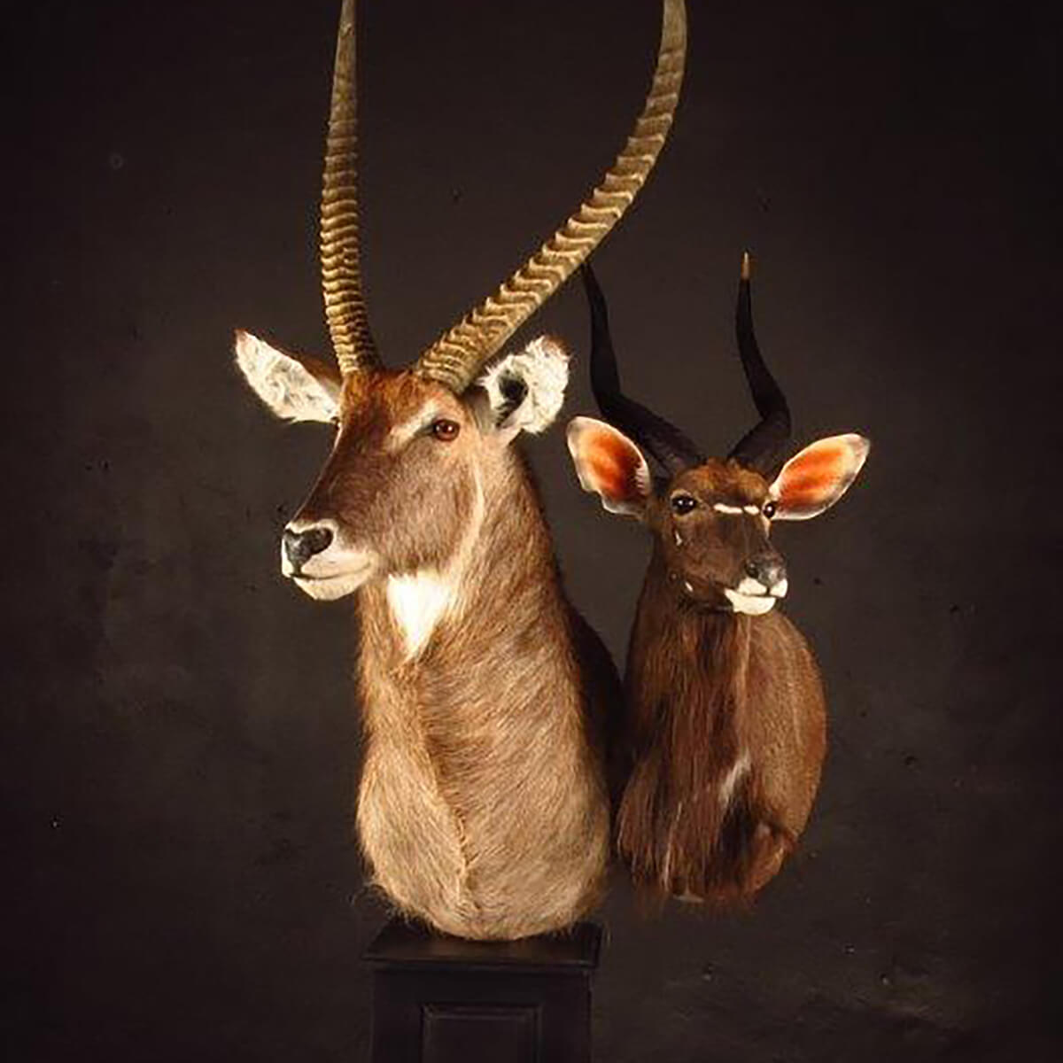Pedestal mount of an African game animal by Karoo Animal Art Studio