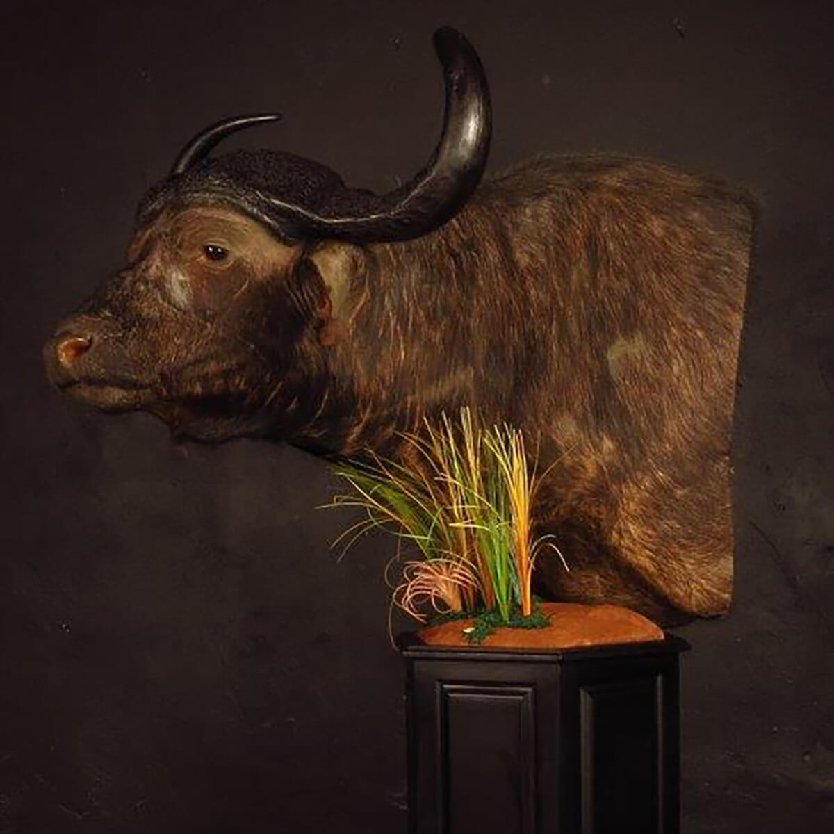 Pedestal mount of an African game animal by Karoo Animal Art Studio