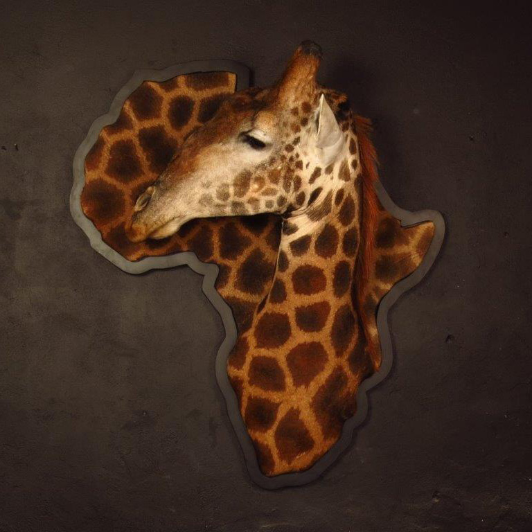 3D mount of an African game animal by Karoo Animal Art Studio