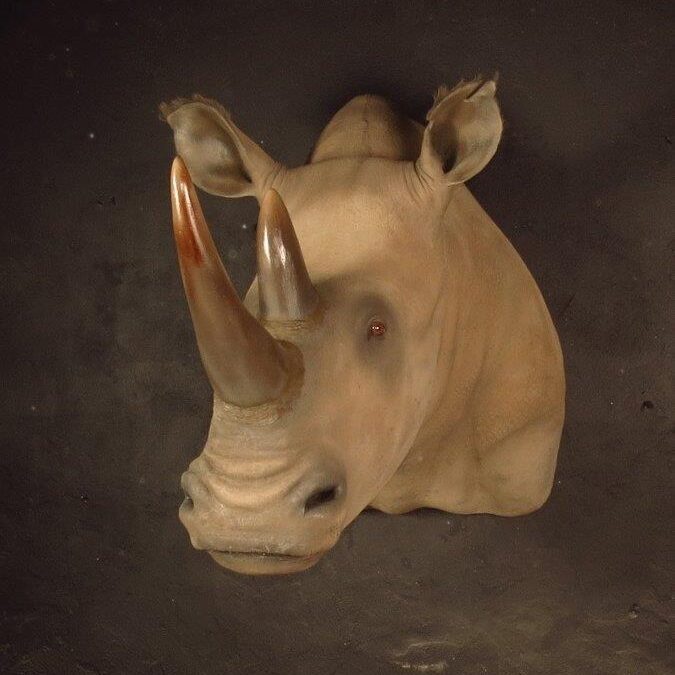 Shoulder mount of an African game animal by Karoo Animal Art Studio