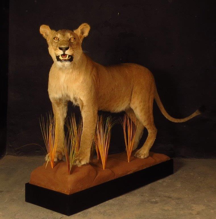 Lifesize mount of an African game animal by Karoo Animal Art Studio