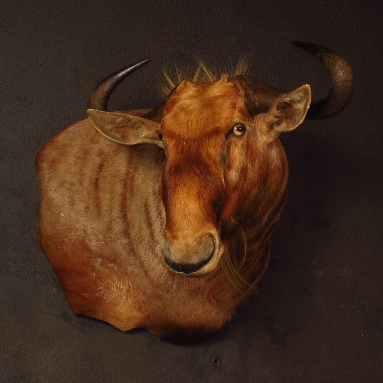Wall pedestal mount of an African game animal by Karoo Animal Art Studio