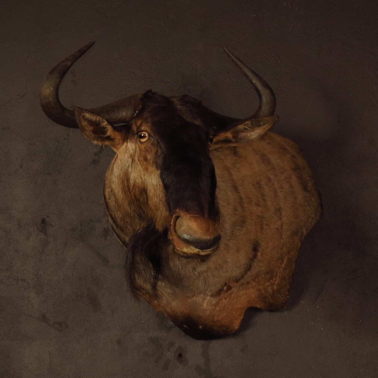 Wall pedestal mount of an African game animal by Karoo Animal Art Studio