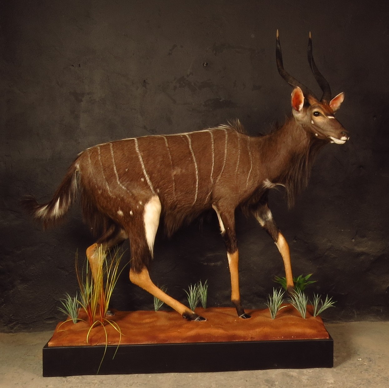 Lifesize mount of an African game animal by Karoo Animal Art Studio