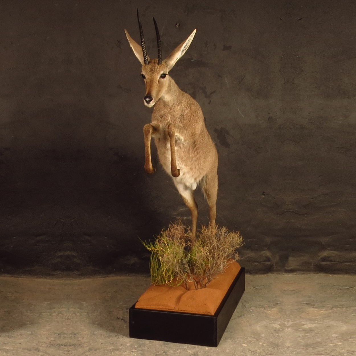 Lifesize mount of an African game animal by Karoo Animal Art Studio