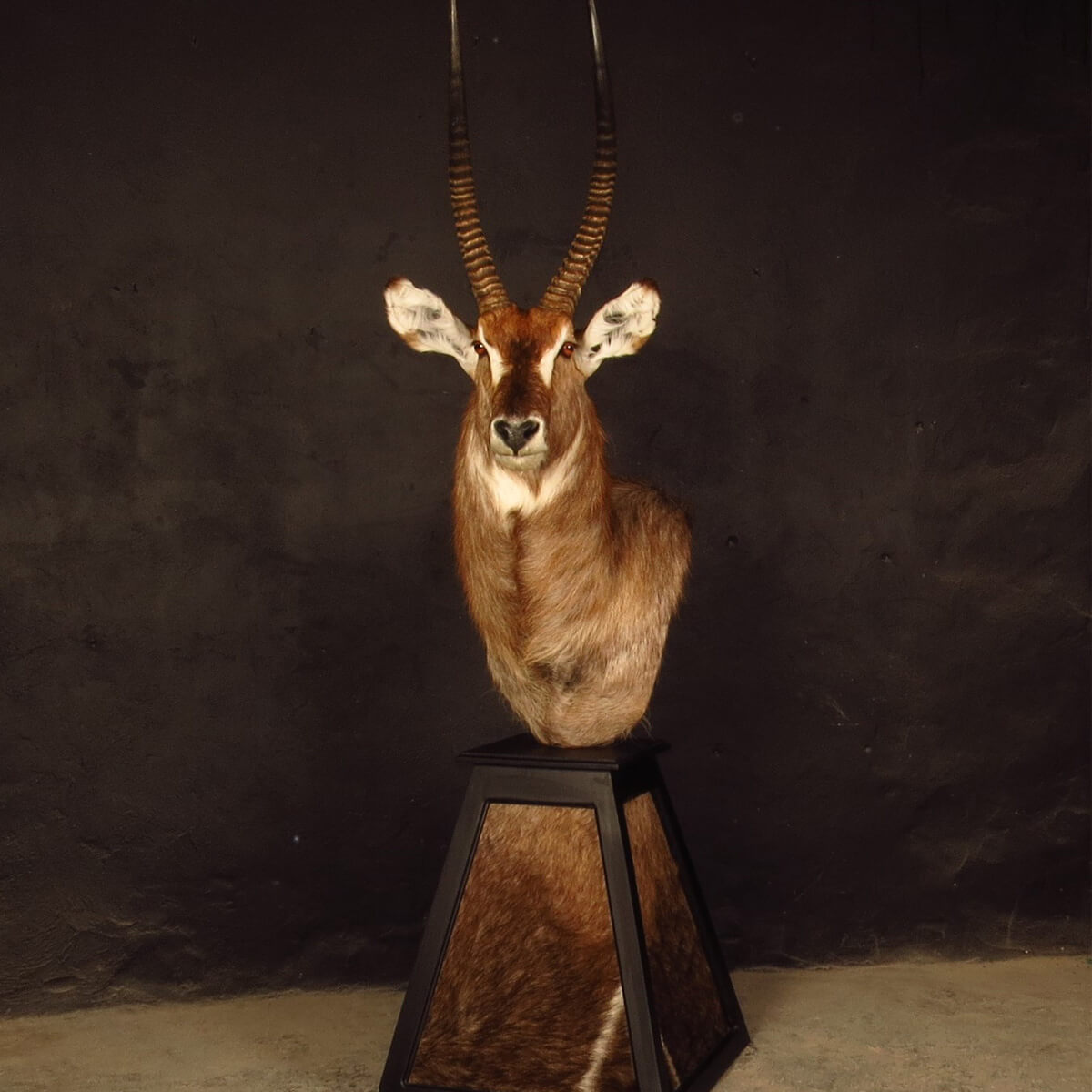Pedestal mount of an African game animal by Karoo Animal Art Studio