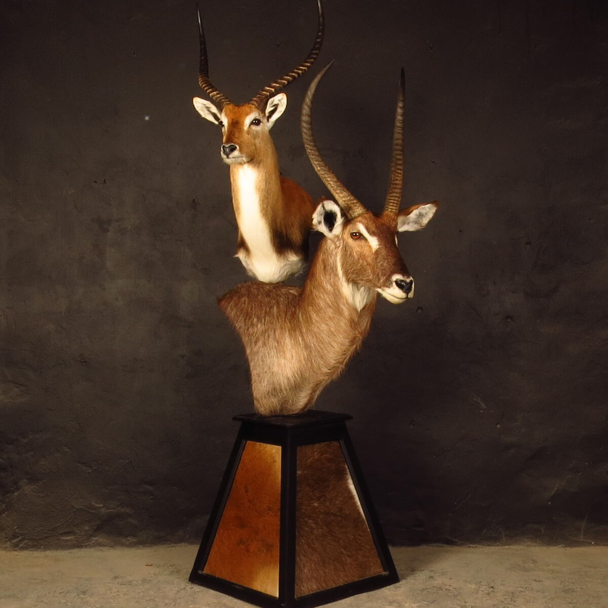 Pedestal mount of an African game animal by Karoo Animal Art Studio
