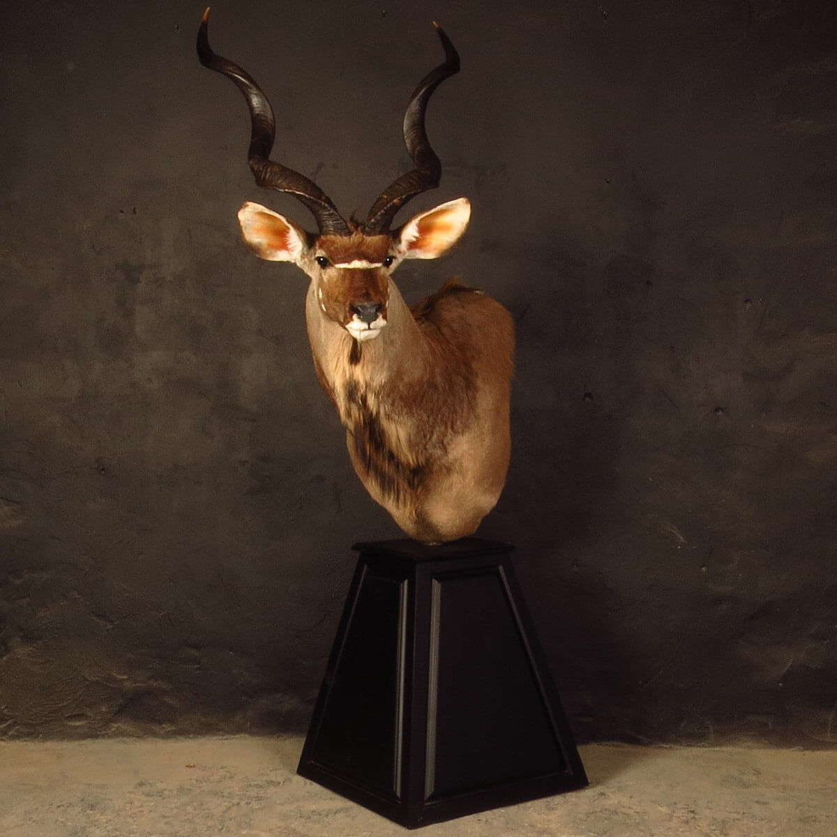 Pedestal mount of an African game animal by Karoo Animal Art Studio