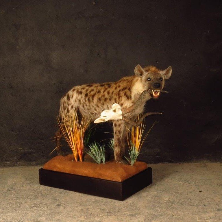 Lifesize mount of an African game animal by Karoo Animal Art Studio