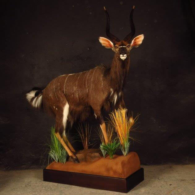 Lifesize mount of an African game animal by Karoo Animal Art Studio