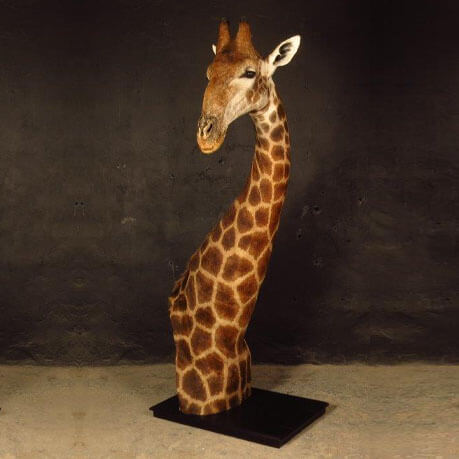 Pedestal mount of an African game animal by Karoo Animal Art Studio