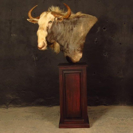 Pedestal mount of an African game animal by Karoo Animal Art Studio
