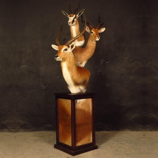 Pedestal mount of an African game animal by Karoo Animal Art Studio