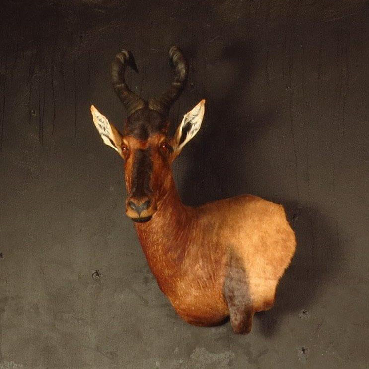 Wall pedestal mount of an African game animal by Karoo Animal Art Studio