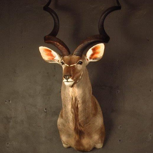 Shoulder mount of an African game animal by Karoo Animal Art Studio