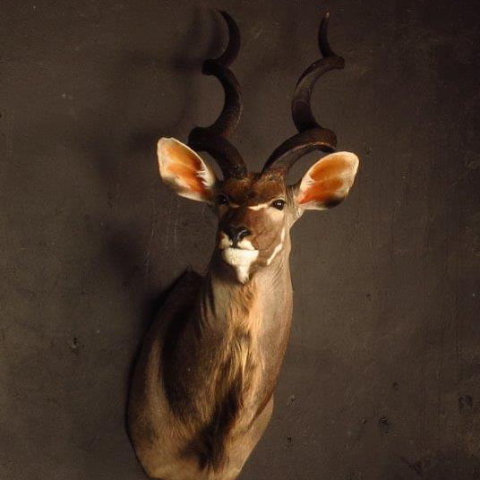 Shoulder mount of an African game animal by Karoo Animal Art Studio