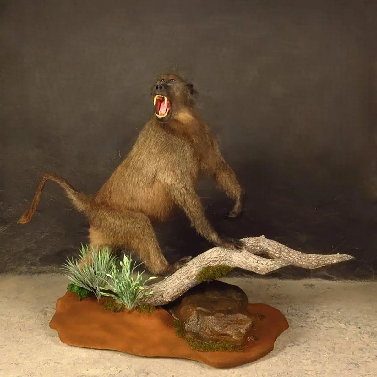 Lifesize mount of an African game animal by Karoo Animal Art Studio