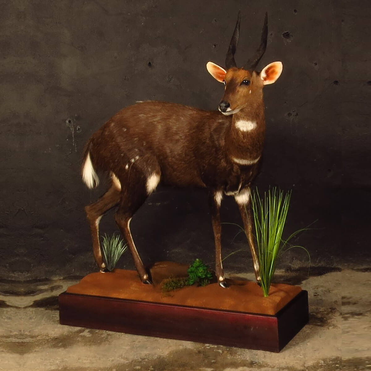 Lifesize mount of an African game animal by Karoo Animal Art Studio