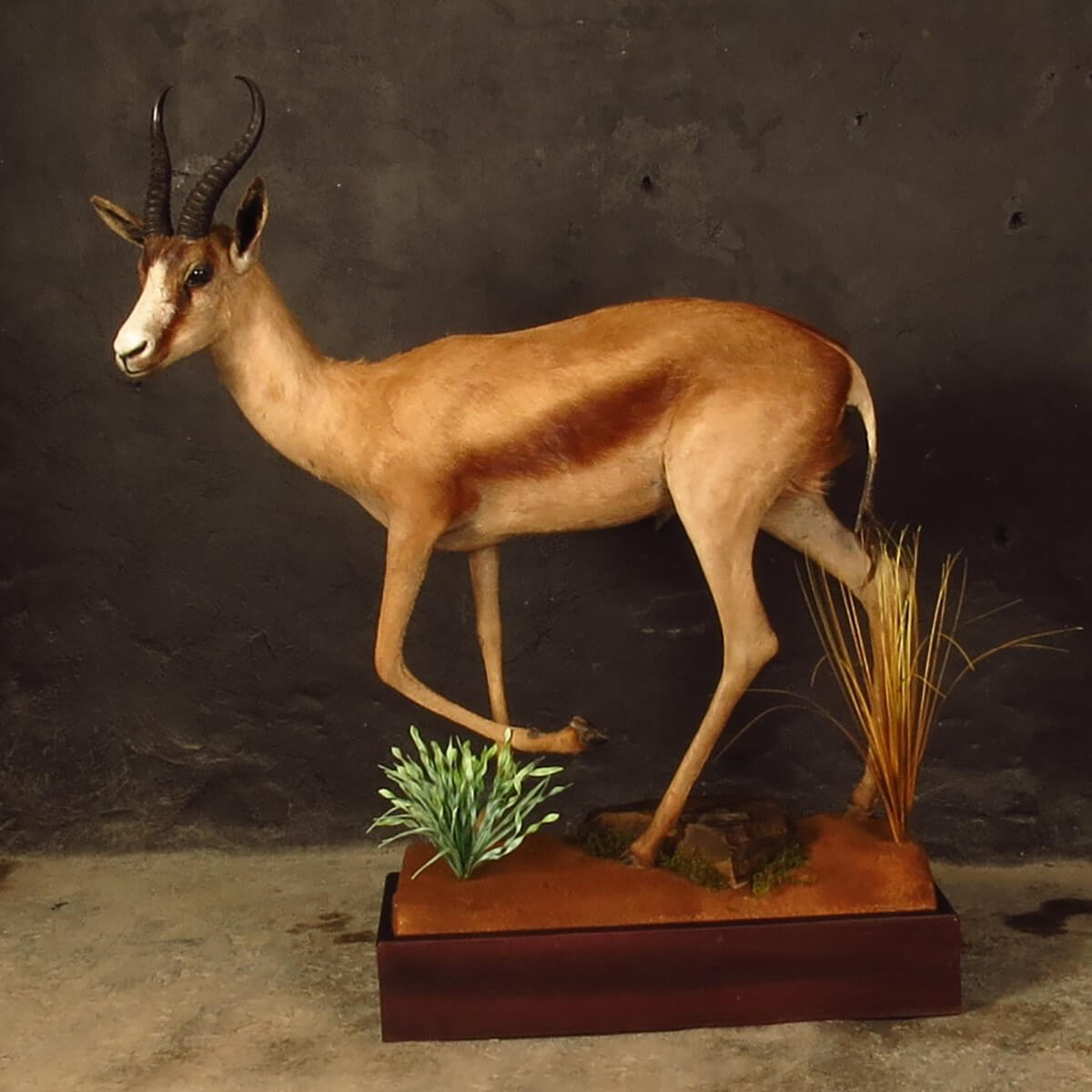 Lifesize mount of an African game animal by Karoo Animal Art Studio