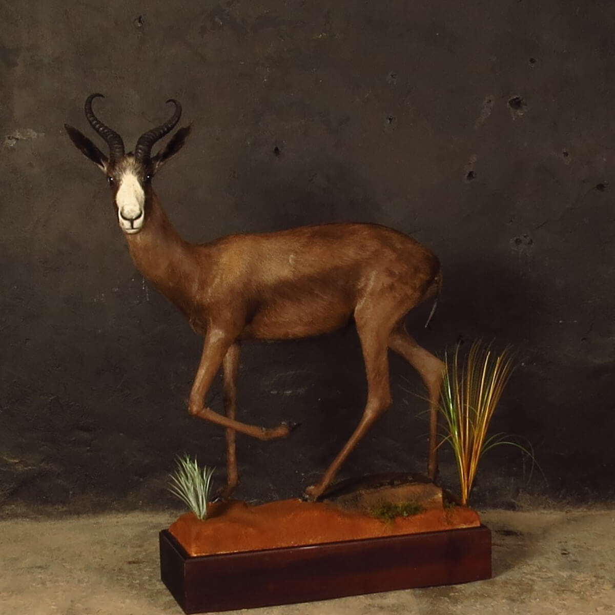 Lifesize mount of an African game animal by Karoo Animal Art Studio