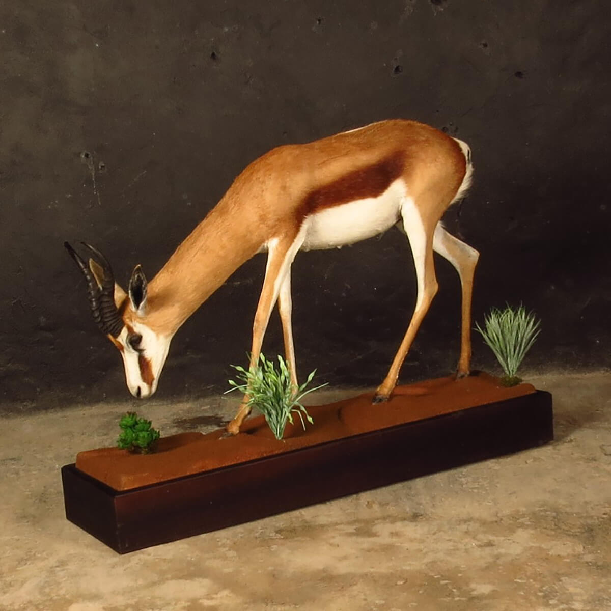 Lifesize mount of an African game animal by Karoo Animal Art Studio