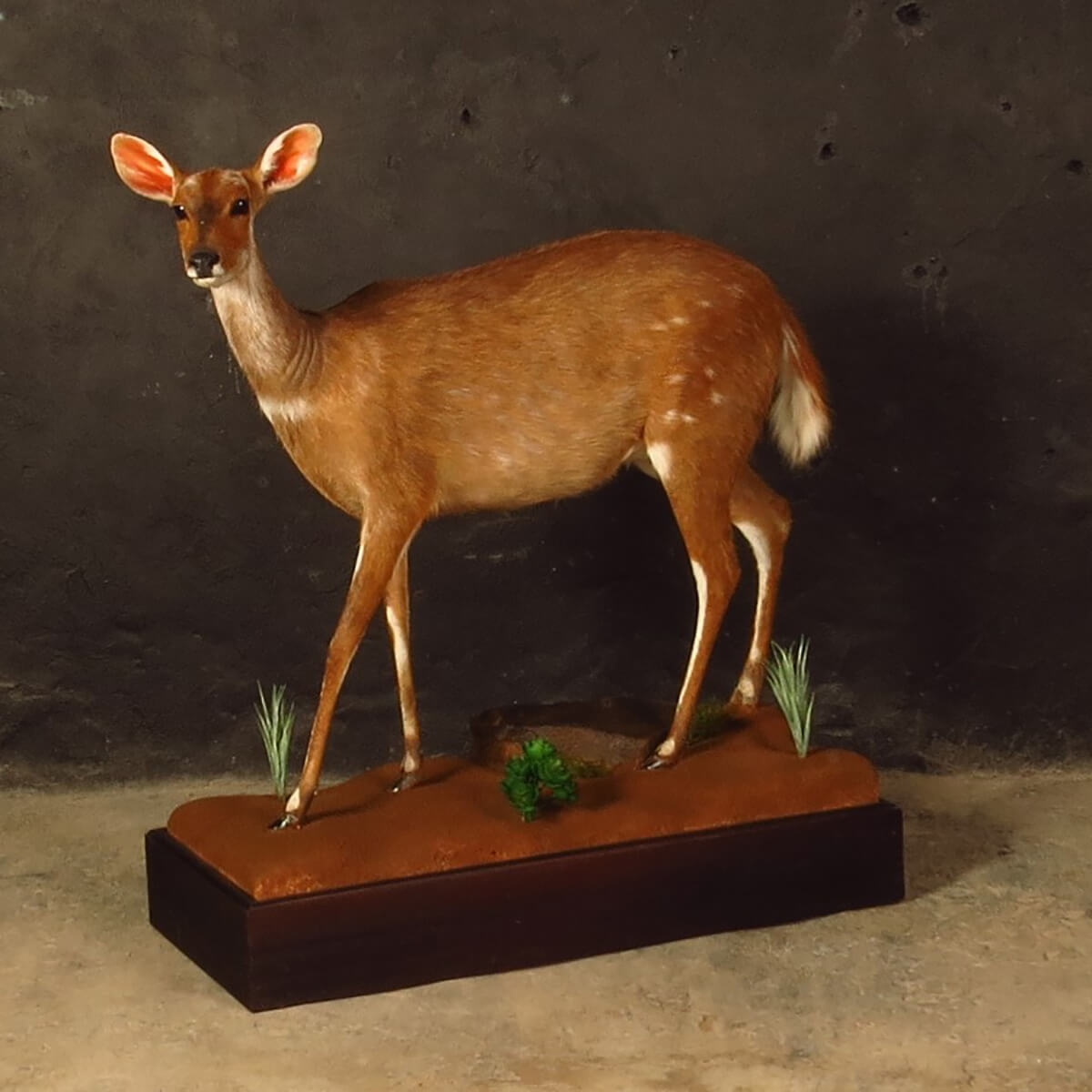 Lifesize mount of an African game animal by Karoo Animal Art Studio
