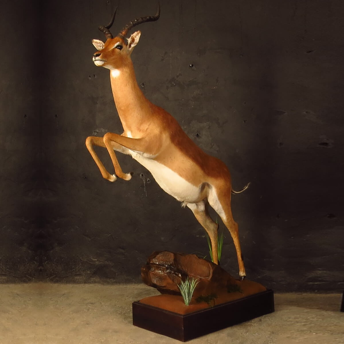 Lifesize mount of an African game animal by Karoo Animal Art Studio
