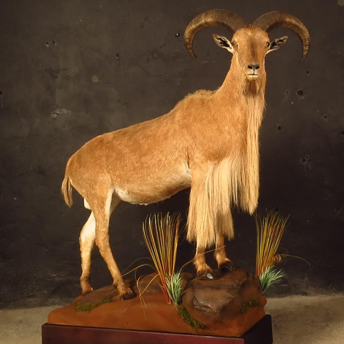 Lifesize mount of an African game animal by Karoo Animal Art Studio