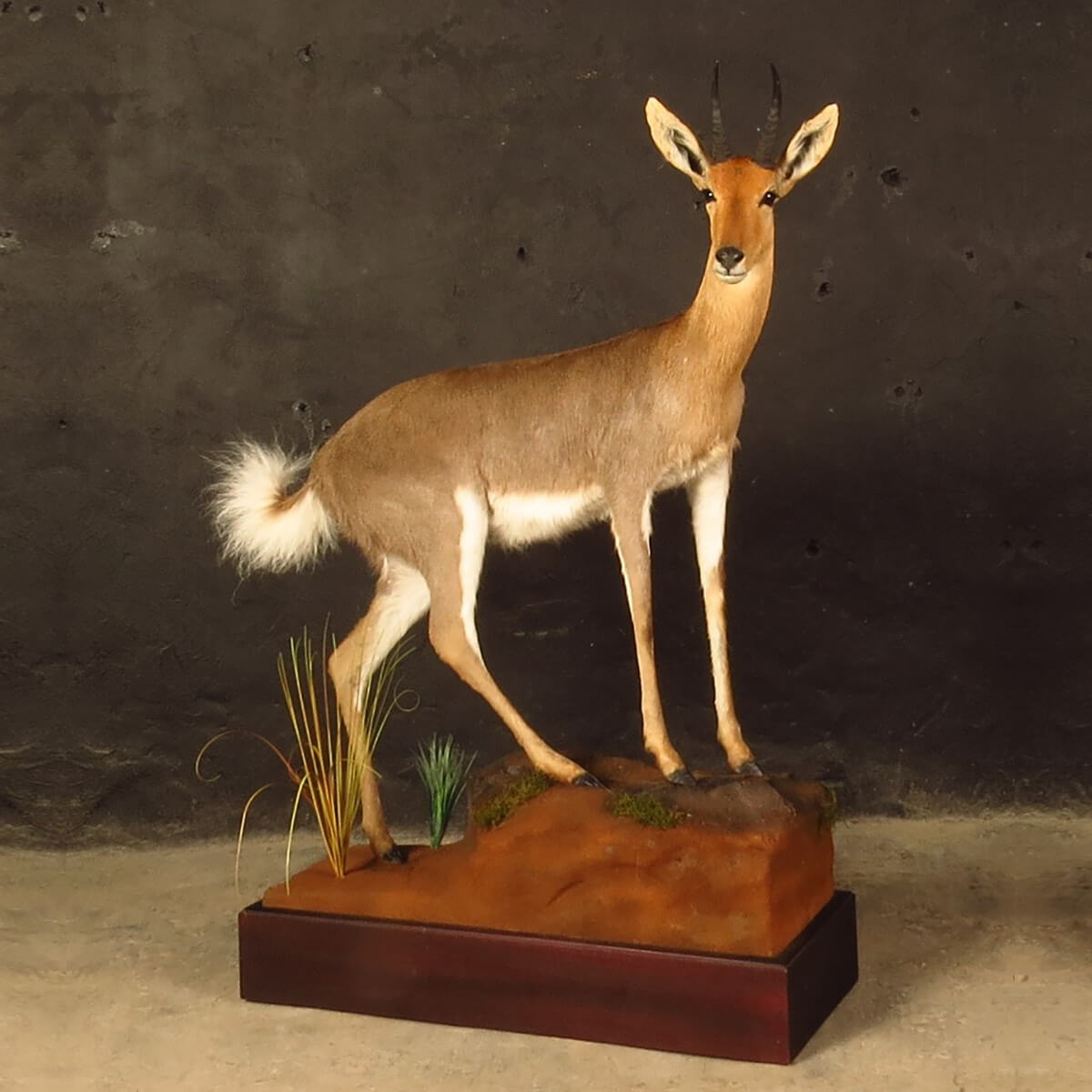 Lifesize mount of an African game animal by Karoo Animal Art Studio