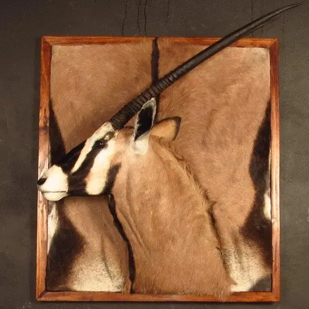 3D mount of an African game animal by Karoo Animal Art Studio