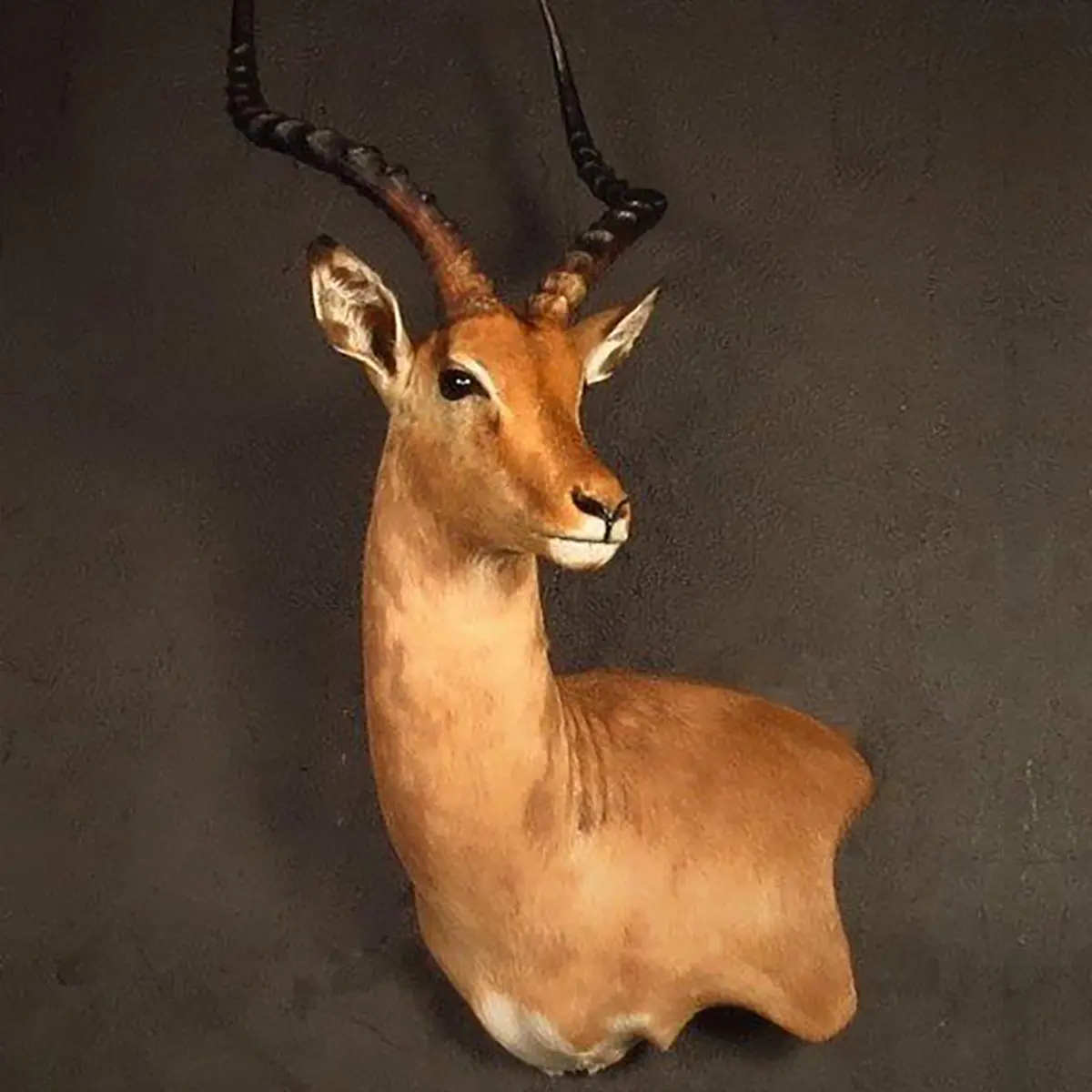 Wall pedestal mount of an African game animal by Karoo Animal Art Studio