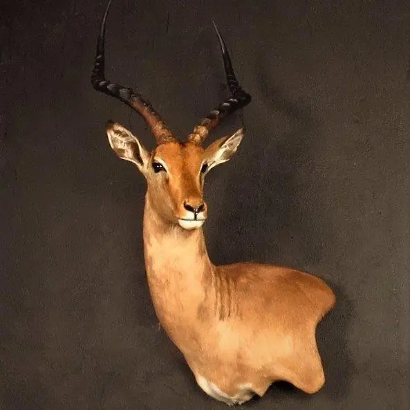 Wall pedestal mount of an African game animal by Karoo Animal Art Studio