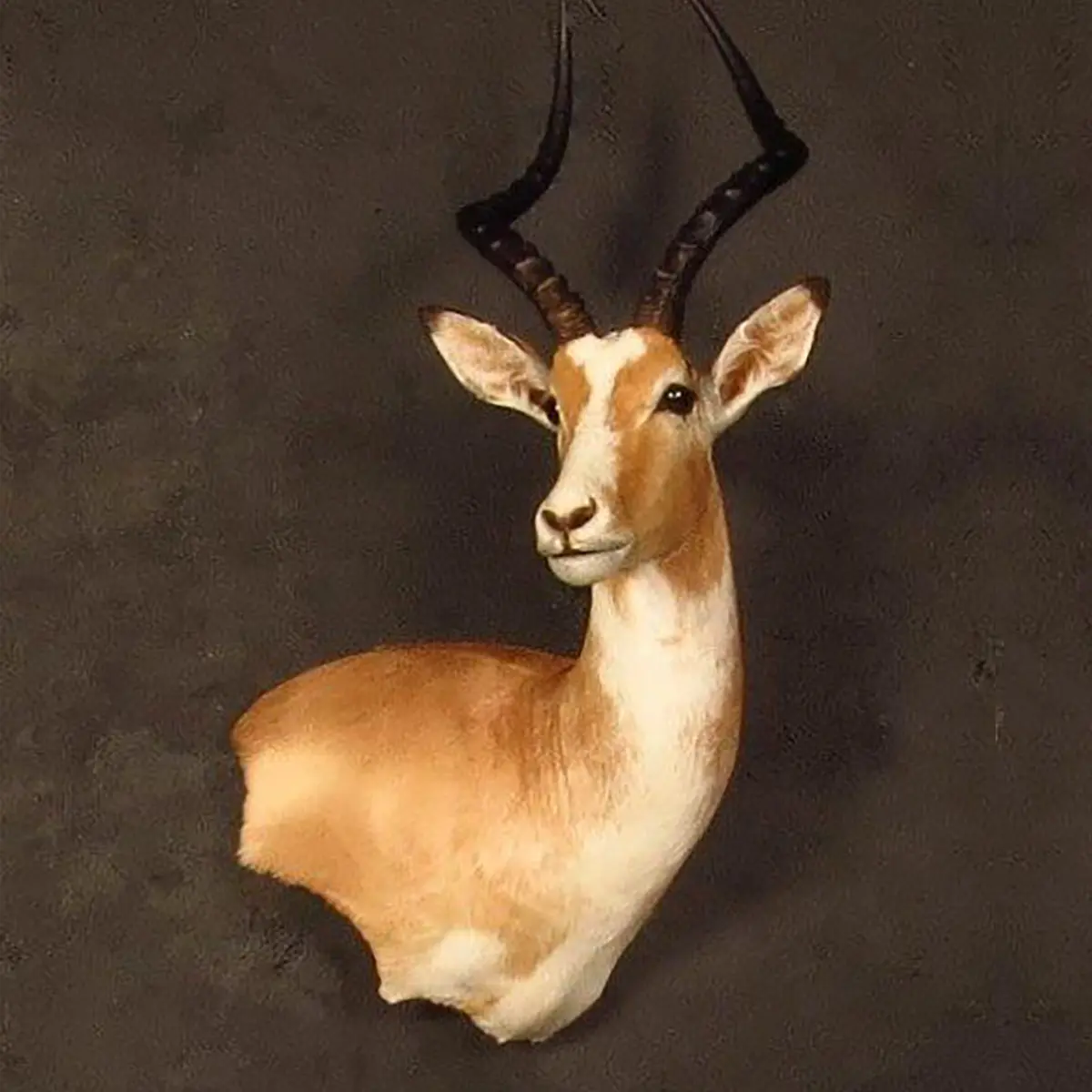 Wall pedestal mount of an African game animal by Karoo Animal Art Studio
