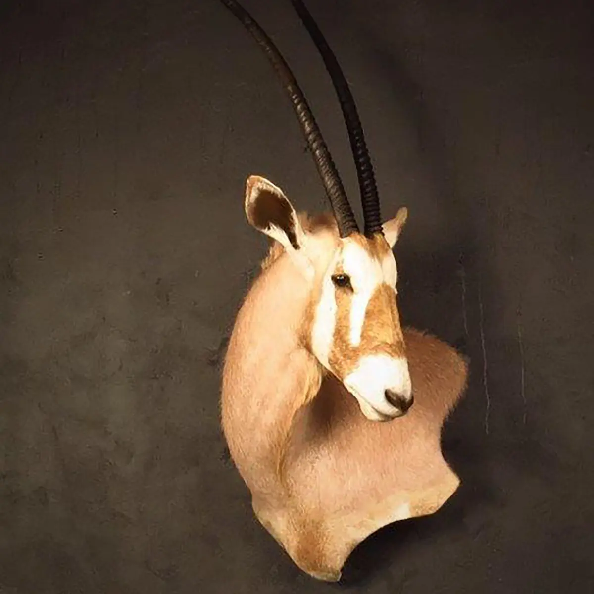 Wall pedestal mount of an African game animal by Karoo Animal Art Studio