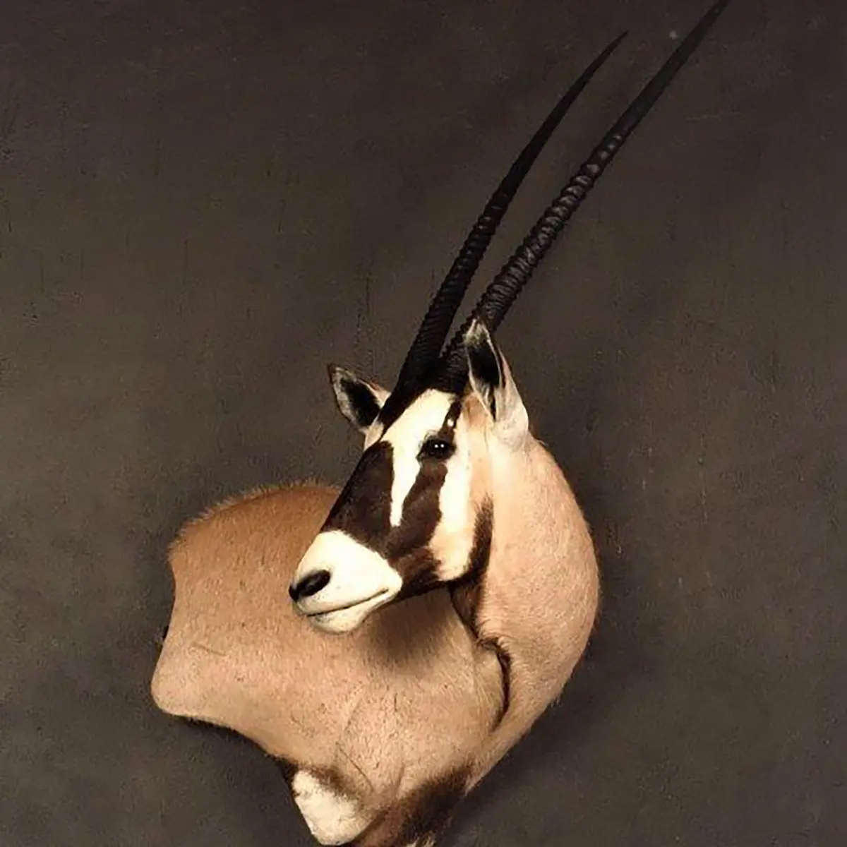 Wall pedestal mount of an African game animal by Karoo Animal Art Studio