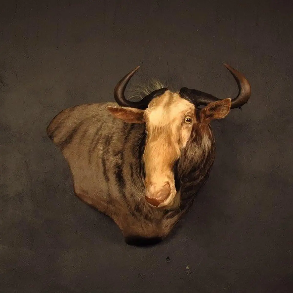Wall pedestal mount of an African game animal by Karoo Animal Art Studio