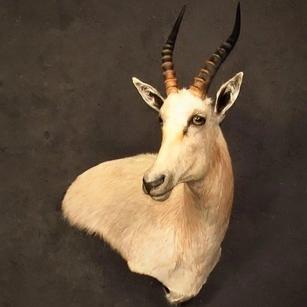 Wall pedestal mount of an African game animal by Karoo Animal Art Studio