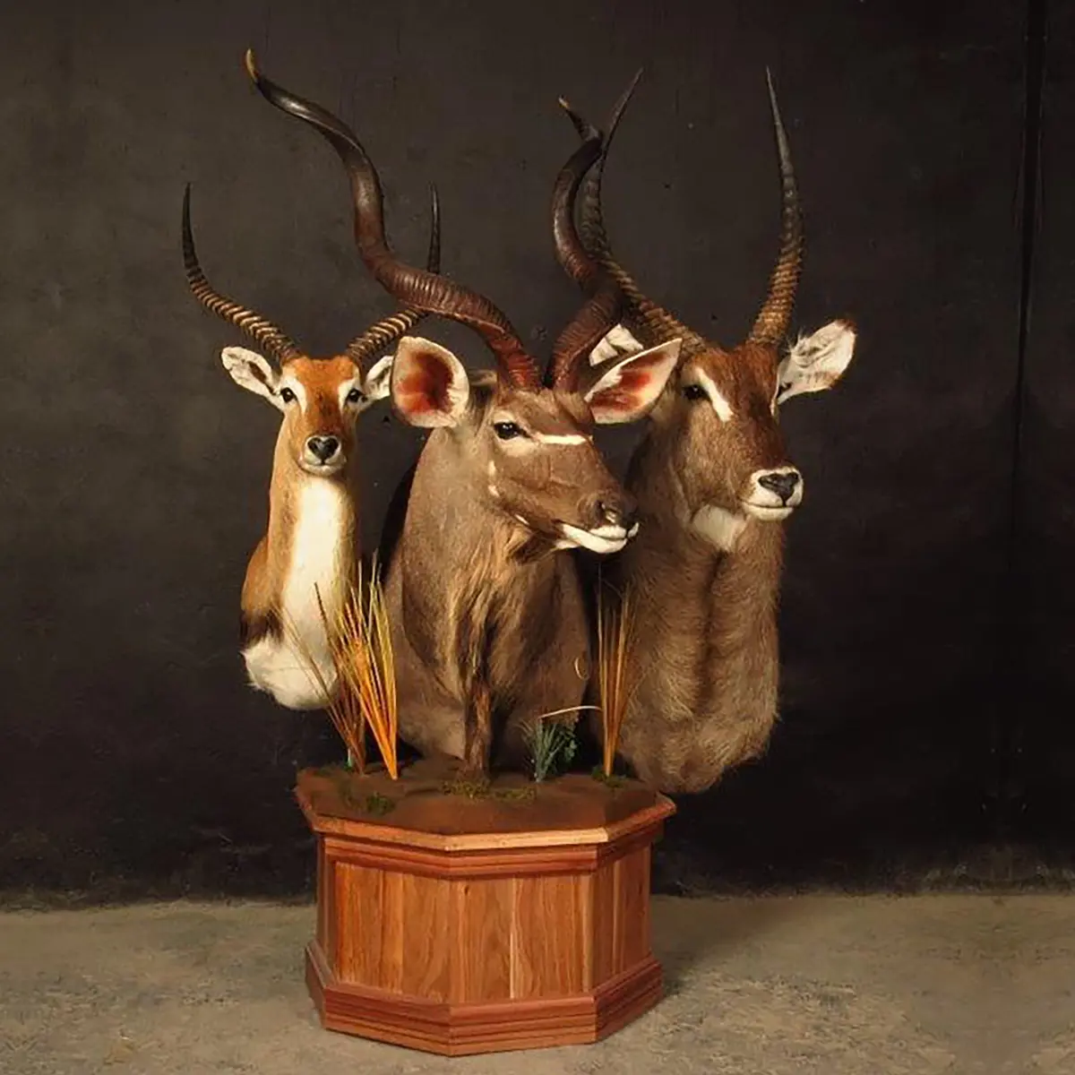 Pedestal mount of an African game animal by Karoo Animal Art Studio